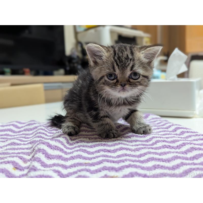 販売中の愛知県のエキゾチックショートヘア-135254の7枚目