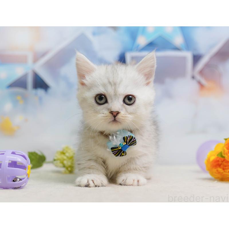 販売中の千葉県のミヌエット-137155の1枚目