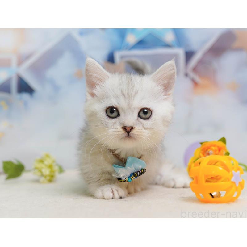 販売中の千葉県のミヌエット-137155の10枚目