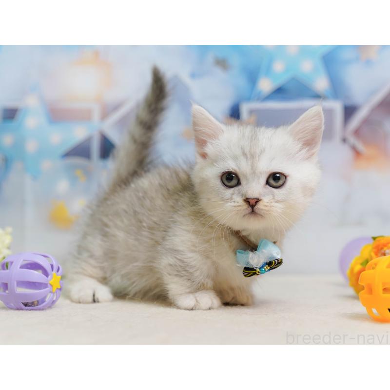 販売中の千葉県のミヌエット-137155の9枚目