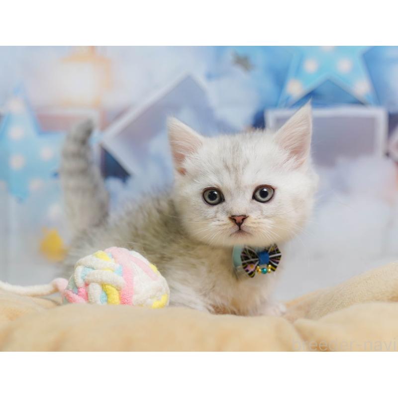 販売中の千葉県のミヌエット-137155の7枚目