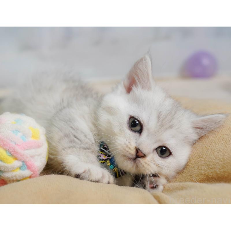 販売中の千葉県のミヌエット-137155の6枚目