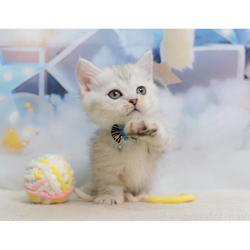 販売中の千葉県のミヌエット-137155の5枚目