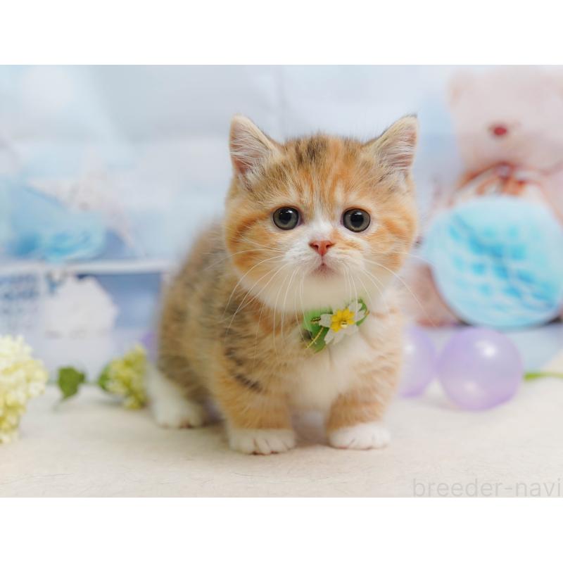 販売中の千葉県のミヌエット-137157の1枚目