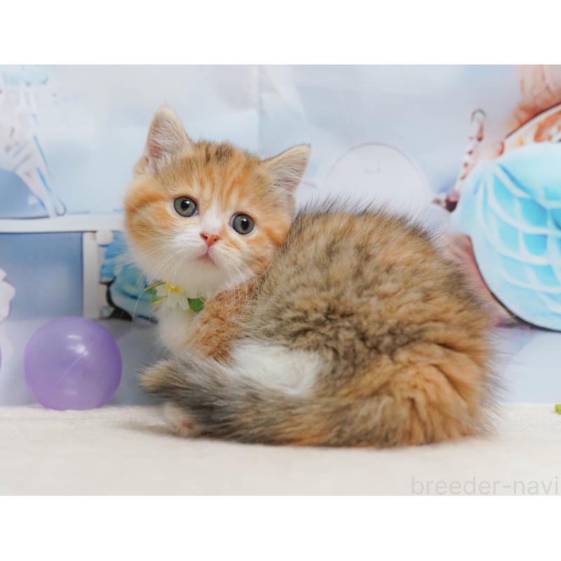 販売中の千葉県のミヌエット-137157の9枚目