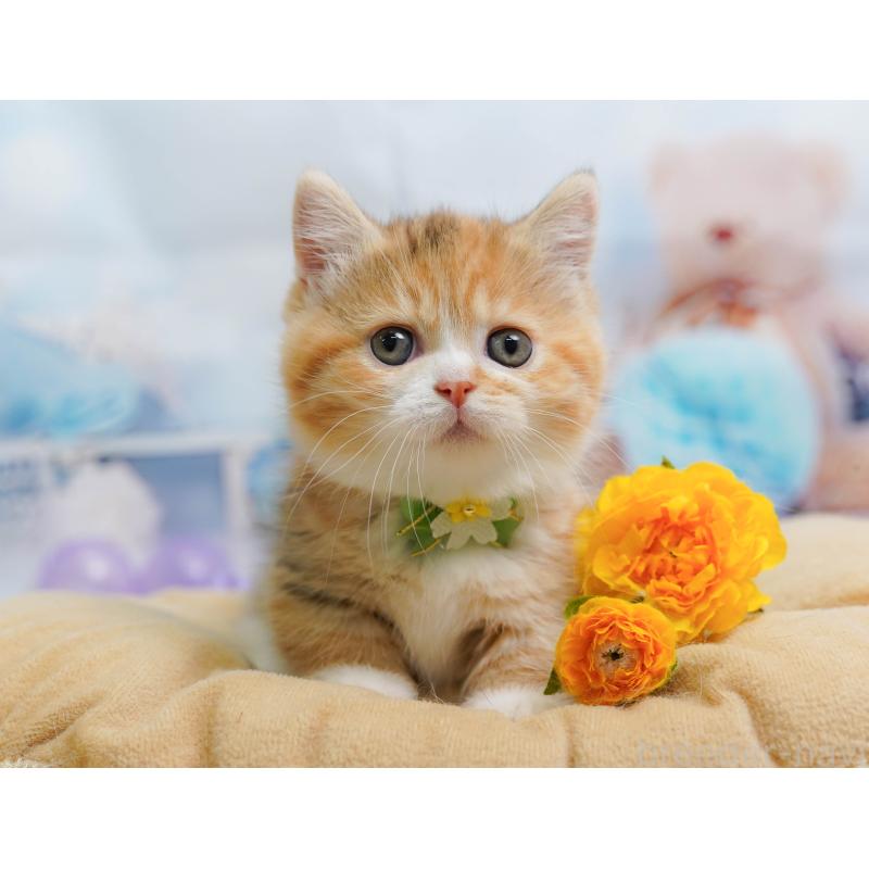 販売中の千葉県のミヌエット-137157の8枚目