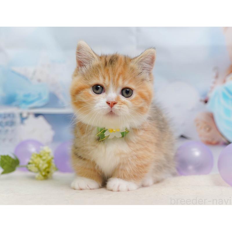 販売中の千葉県のミヌエット-137157の7枚目