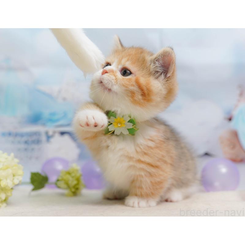 販売中の千葉県のミヌエット-137157の6枚目