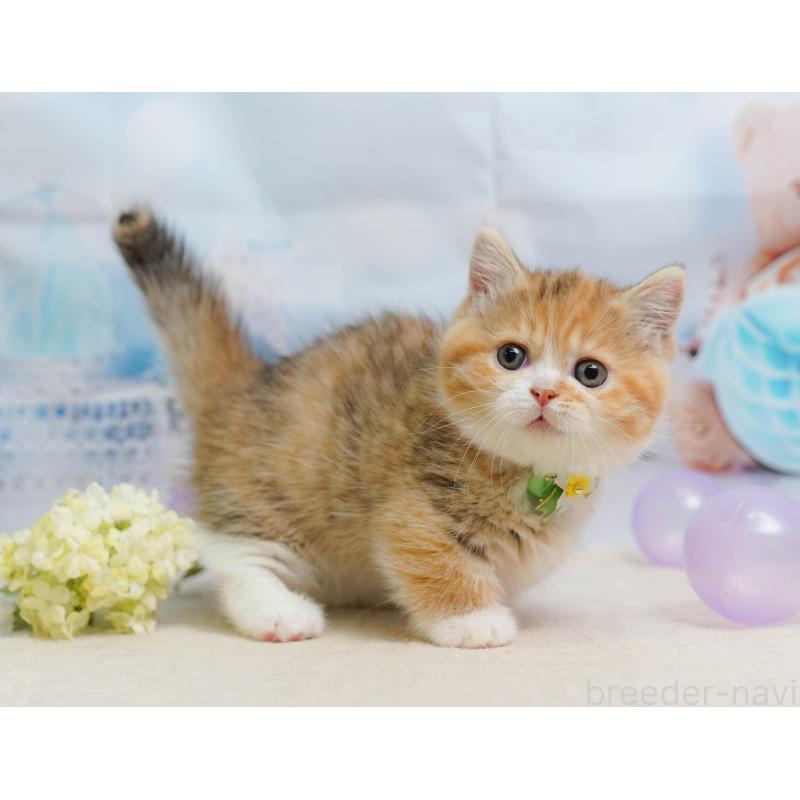 販売中の千葉県のミヌエット-137157の5枚目