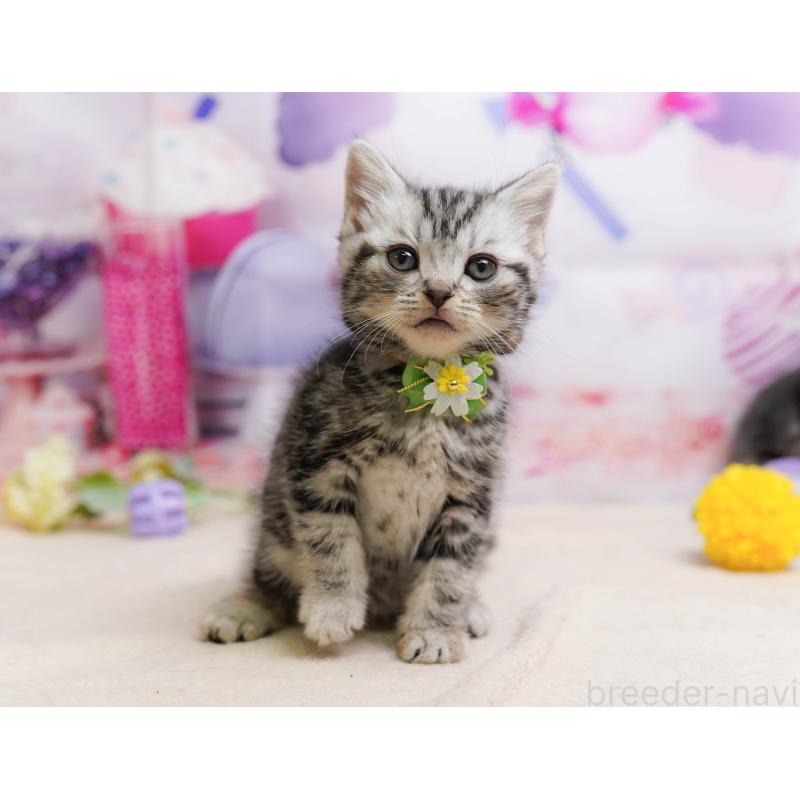 販売中の千葉県のアメリカンショートヘア-137158の1枚目