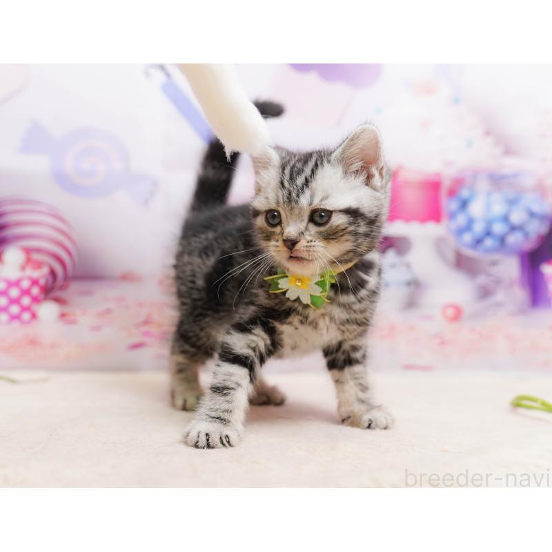 販売中の千葉県のアメリカンショートヘア-137158の9枚目