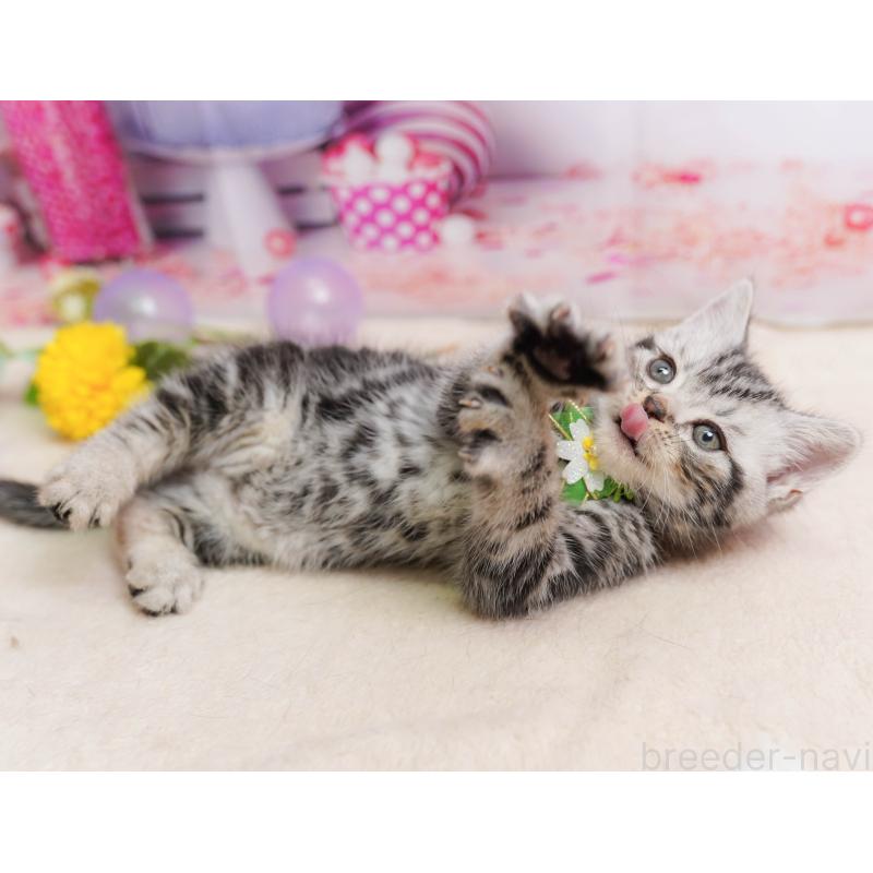 販売中の千葉県のアメリカンショートヘア-137158の8枚目