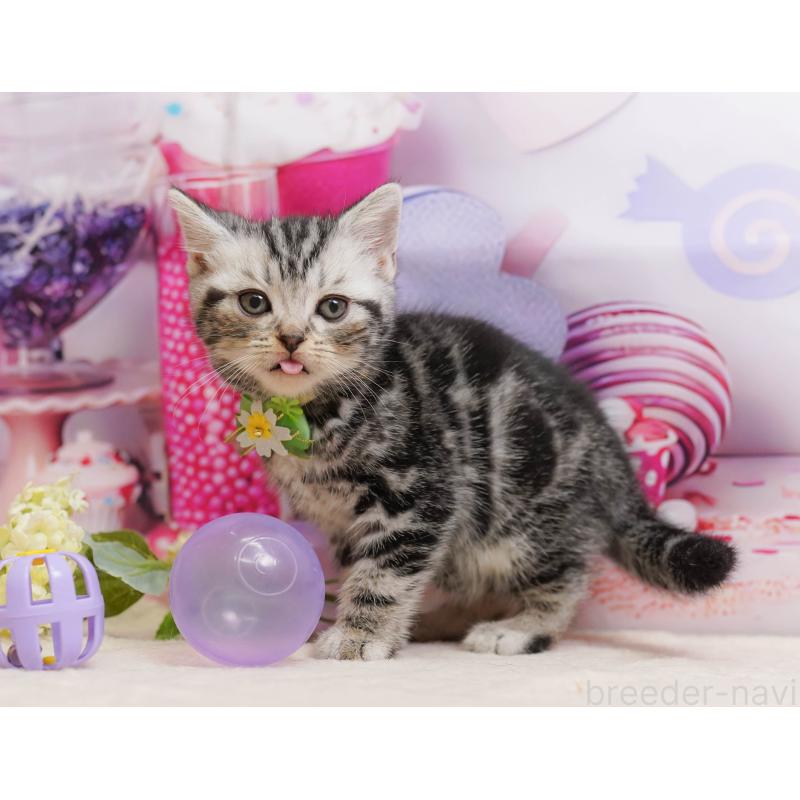 販売中の千葉県のアメリカンショートヘア-137158の7枚目