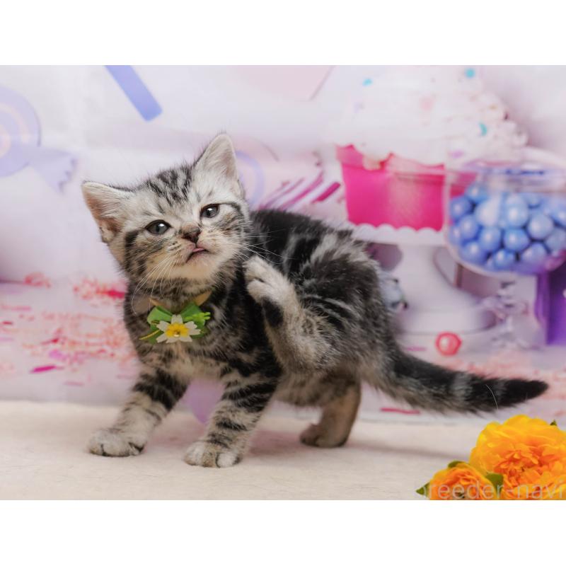 販売中の千葉県のアメリカンショートヘア-137158の6枚目