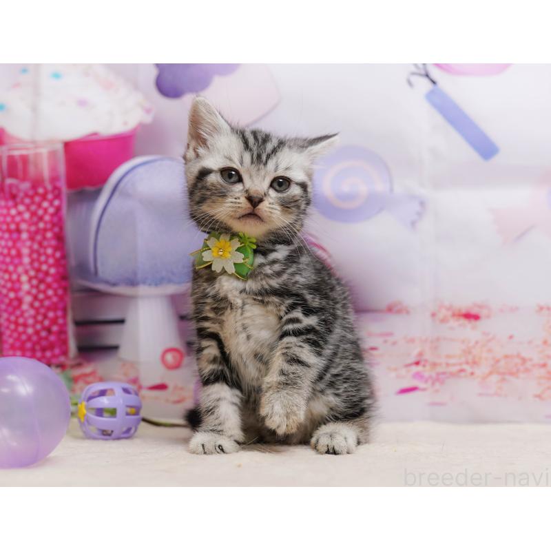 販売中の千葉県のアメリカンショートヘア-137158の5枚目