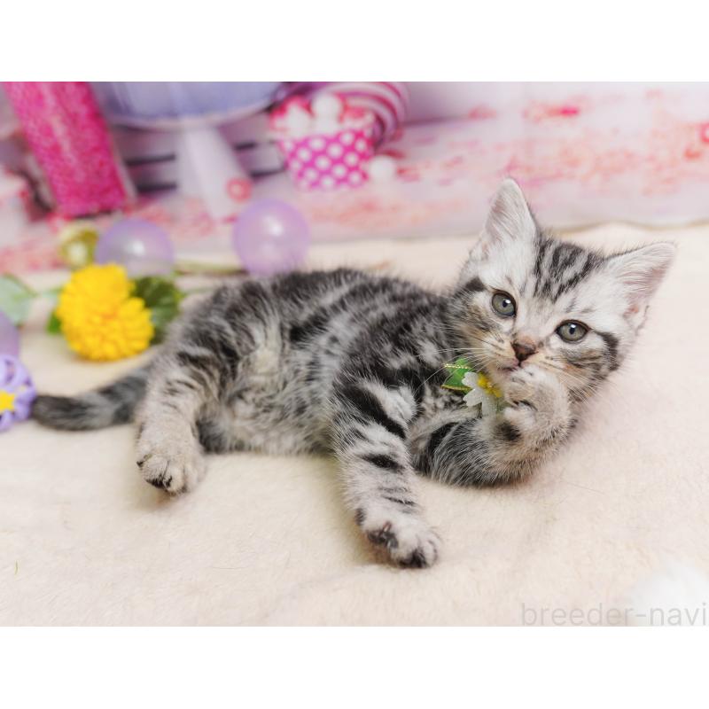 販売中の千葉県のアメリカンショートヘア-137158の3枚目