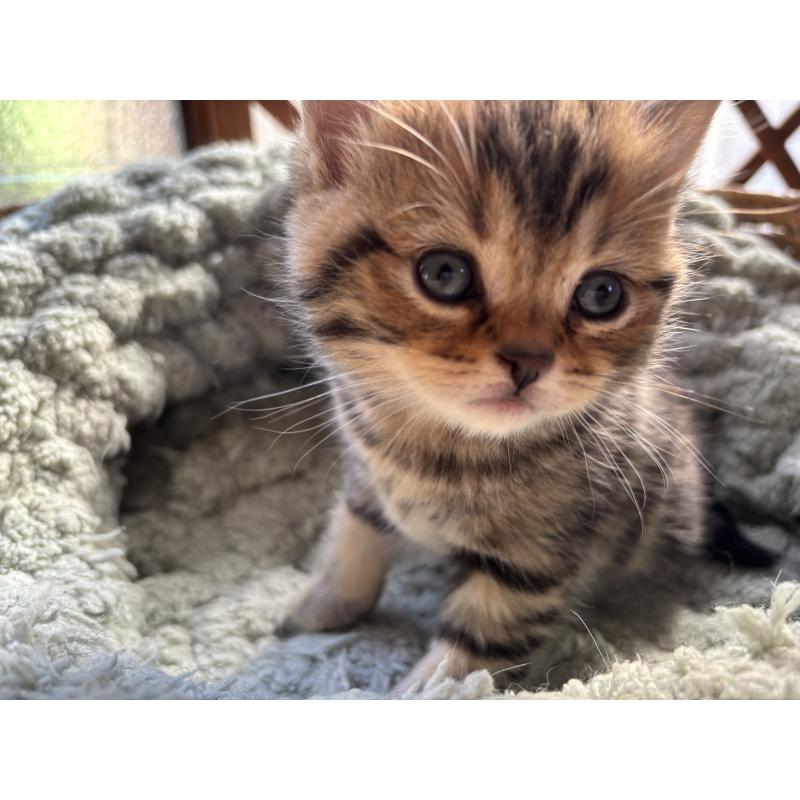 販売中の千葉県のスコティッシュフォールド-136096の13枚目