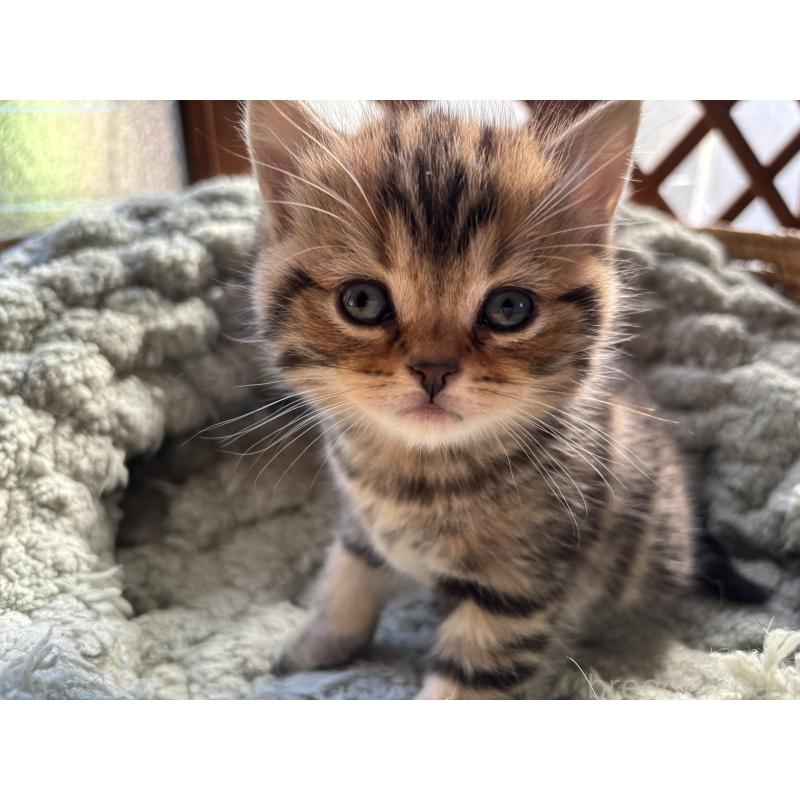 販売中の千葉県のスコティッシュフォールド-136096の12枚目