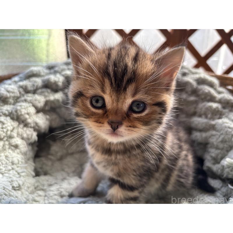 販売中の千葉県のスコティッシュフォールド-136096の10枚目