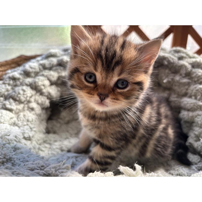 販売中の千葉県のスコティッシュフォールド-136096の9枚目