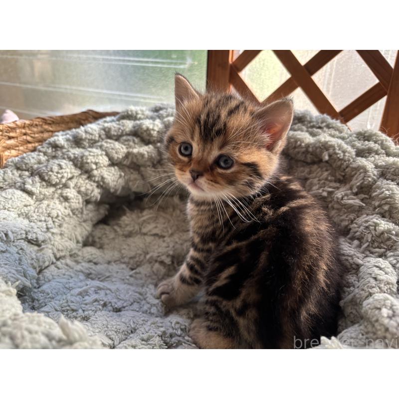 販売中の千葉県のスコティッシュフォールド-136096の8枚目