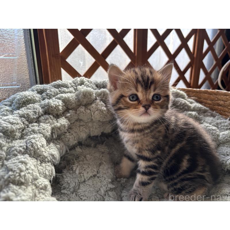 販売中の千葉県のスコティッシュフォールド-136096の7枚目