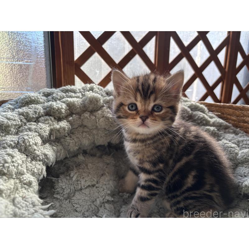 販売中の千葉県のスコティッシュフォールド-136096の6枚目