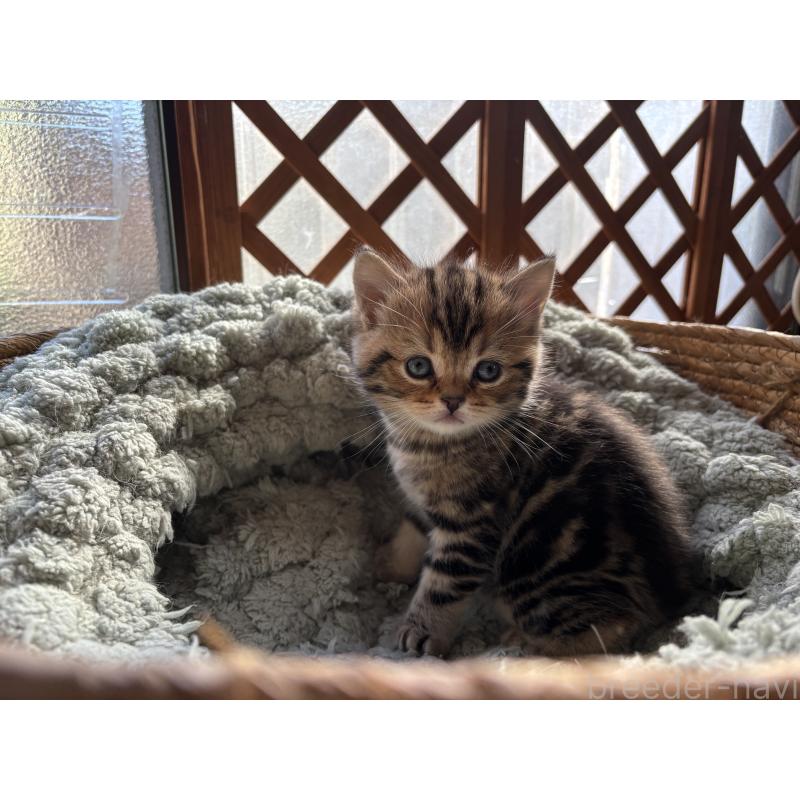 販売中の千葉県のスコティッシュフォールド-136096の5枚目