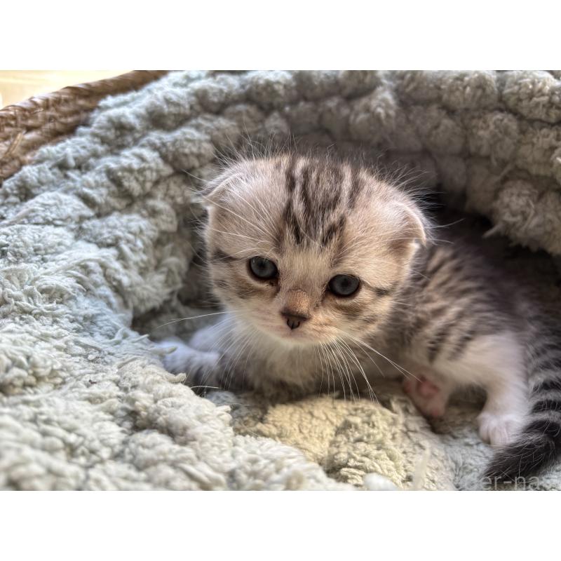 販売中の千葉県のスコティッシュフォールド(折れ耳)-136097の10枚目