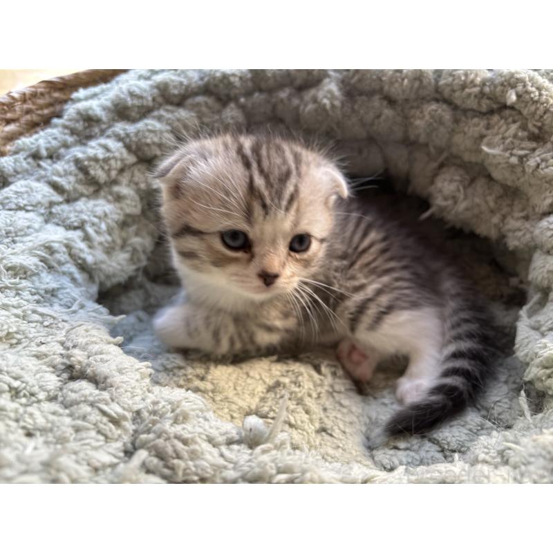 販売中の千葉県のスコティッシュフォールド(折れ耳)-136097の9枚目