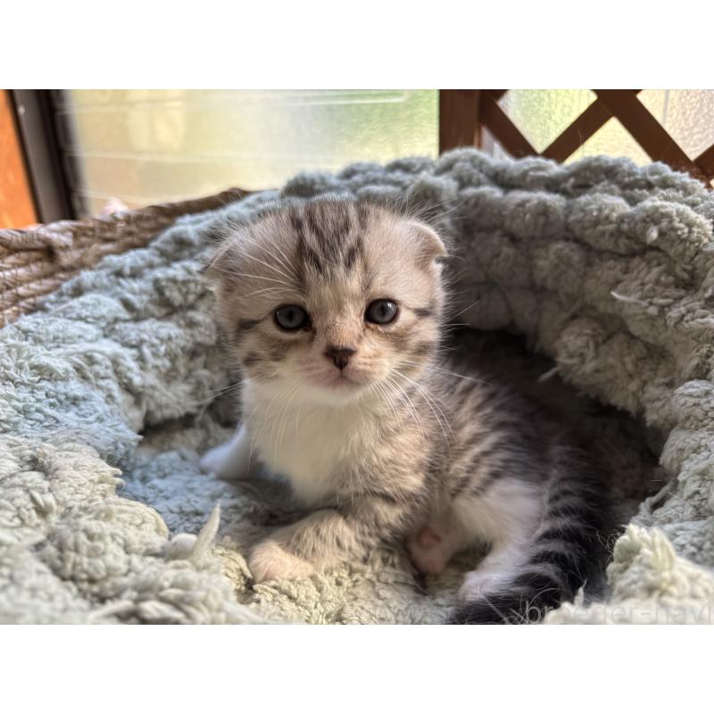 販売中の千葉県のスコティッシュフォールド(折れ耳)-136097の8枚目