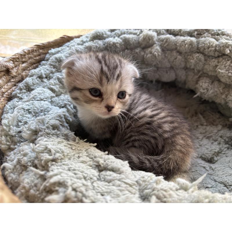 販売中の千葉県のスコティッシュフォールド(折れ耳)-136097の7枚目