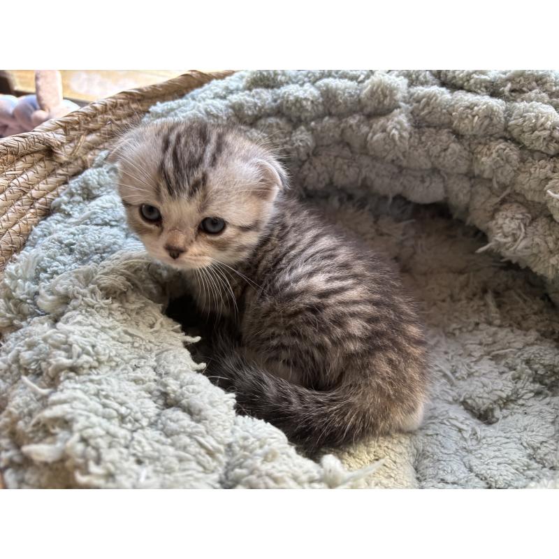 販売中の千葉県のスコティッシュフォールド(折れ耳)-136097の5枚目