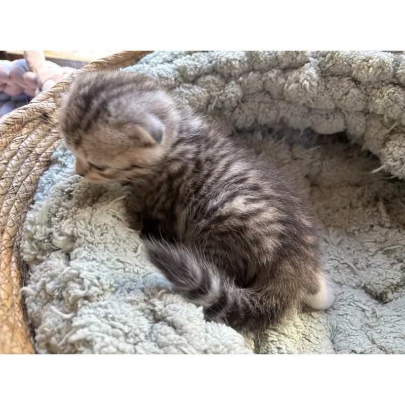 販売中の千葉県のスコティッシュフォールド(折れ耳)-136097の4枚目