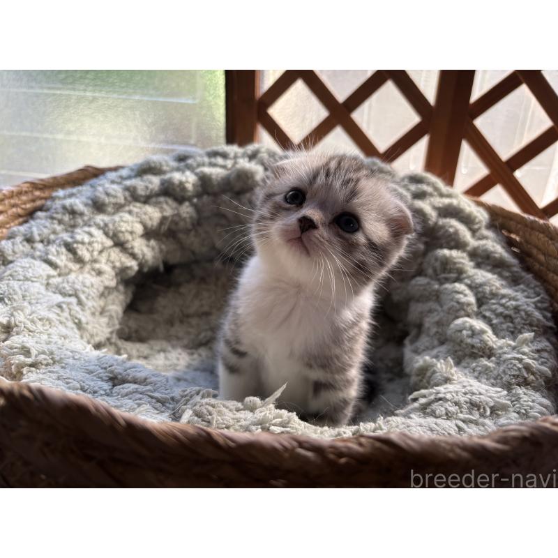 販売中の千葉県のスコティッシュフォールド(折れ耳)-136097の2枚目