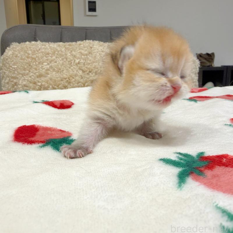 販売中の埼玉県のブリティッシュショートヘア-136099の5枚目