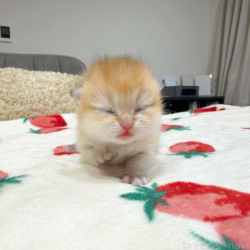 販売中の埼玉県のブリティッシュショートヘア-136099の4枚目