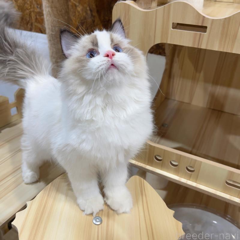 販売中の東京都のラグドール-133649の6枚目