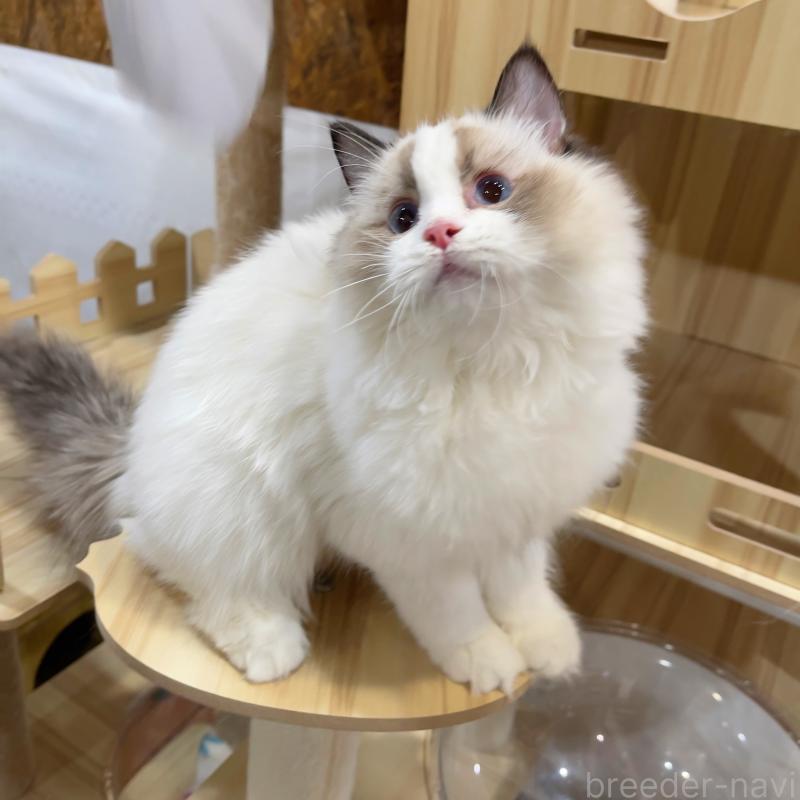 販売中の東京都のラグドール-133649の5枚目