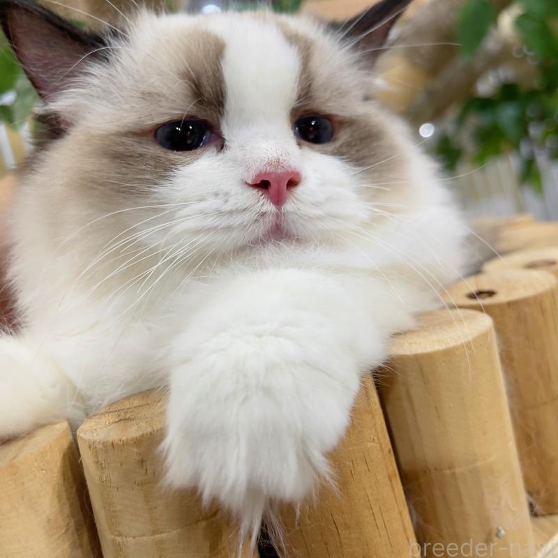 販売中の東京都のラグドール-133649の4枚目