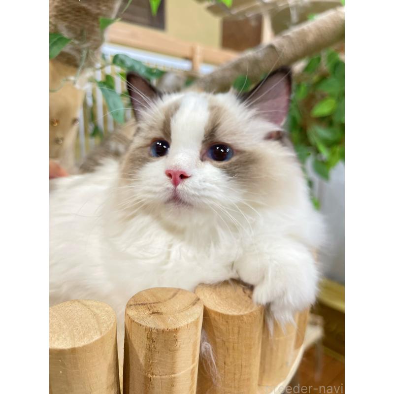 販売中の東京都のラグドール-133649の3枚目