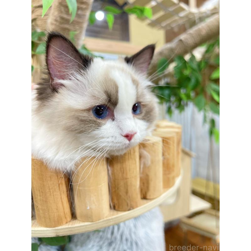 販売中の東京都のラグドール-133649の2枚目