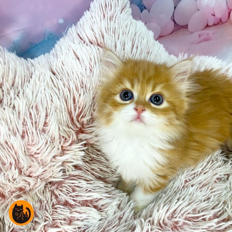 成約済の大阪府のスコティッシュフォールド-135089