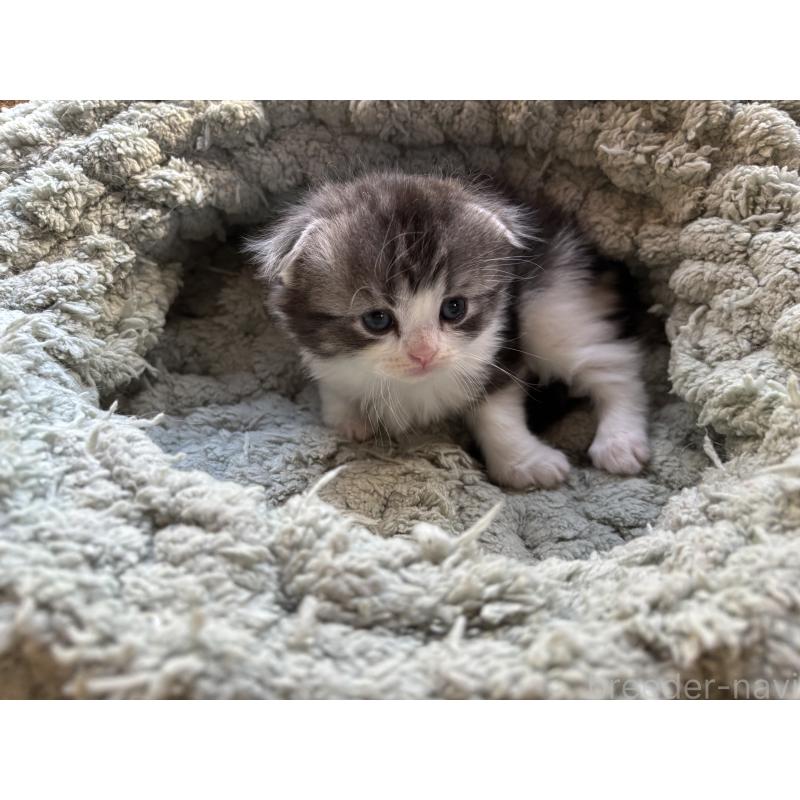 販売中の千葉県のスコティッシュフォールド(折れ耳)-136101の15枚目