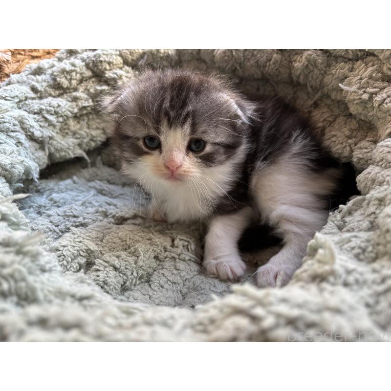 販売中の千葉県のスコティッシュフォールド(折れ耳)-136101の14枚目