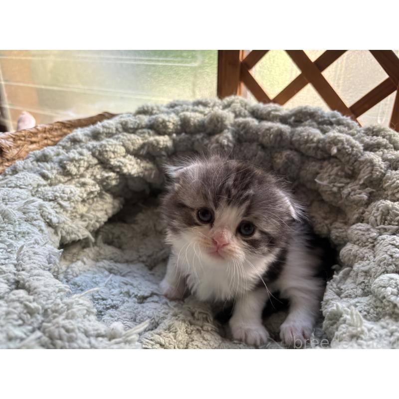 販売中の千葉県のスコティッシュフォールド(折れ耳)-136101の13枚目