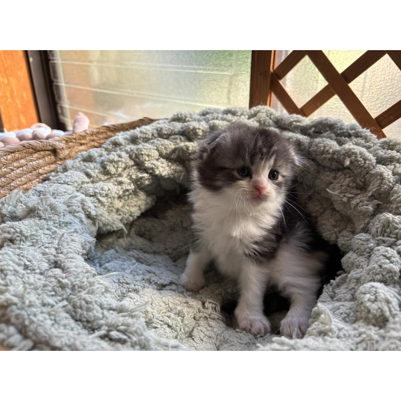 販売中の千葉県のスコティッシュフォールド(折れ耳)-136101の12枚目