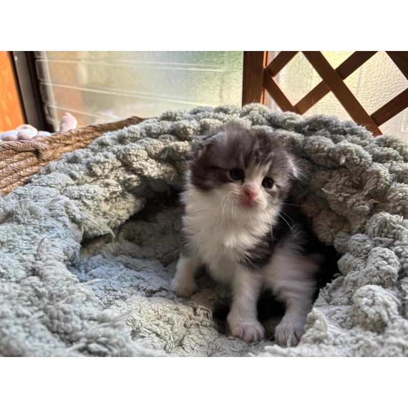 販売中の千葉県のスコティッシュフォールド(折れ耳)-136101の11枚目