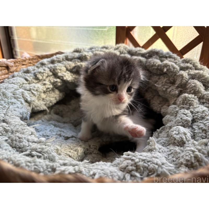 販売中の千葉県のスコティッシュフォールド(折れ耳)-136101の10枚目