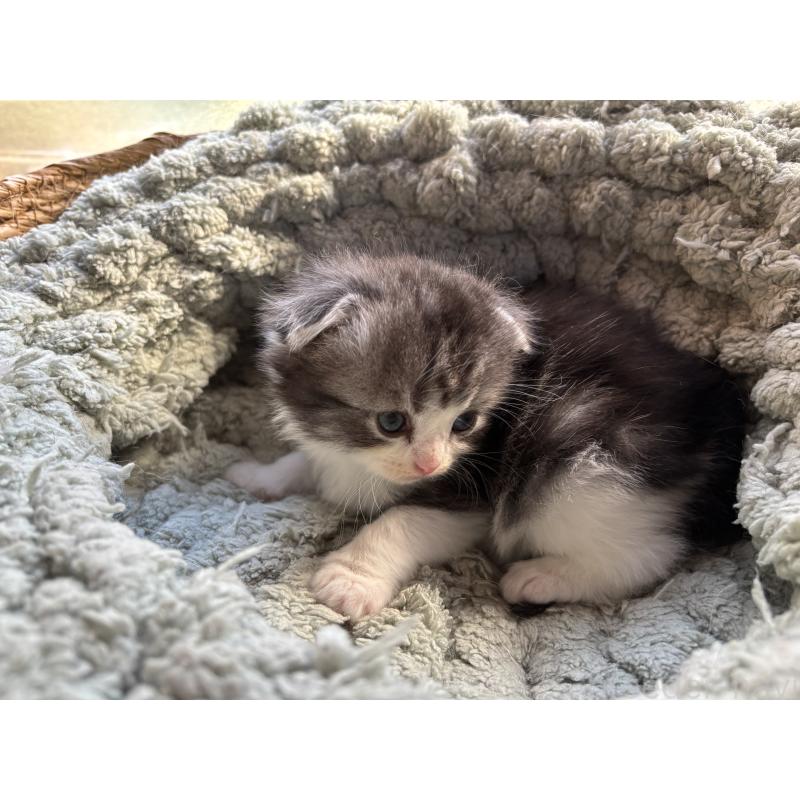 販売中の千葉県のスコティッシュフォールド(折れ耳)-136101の9枚目